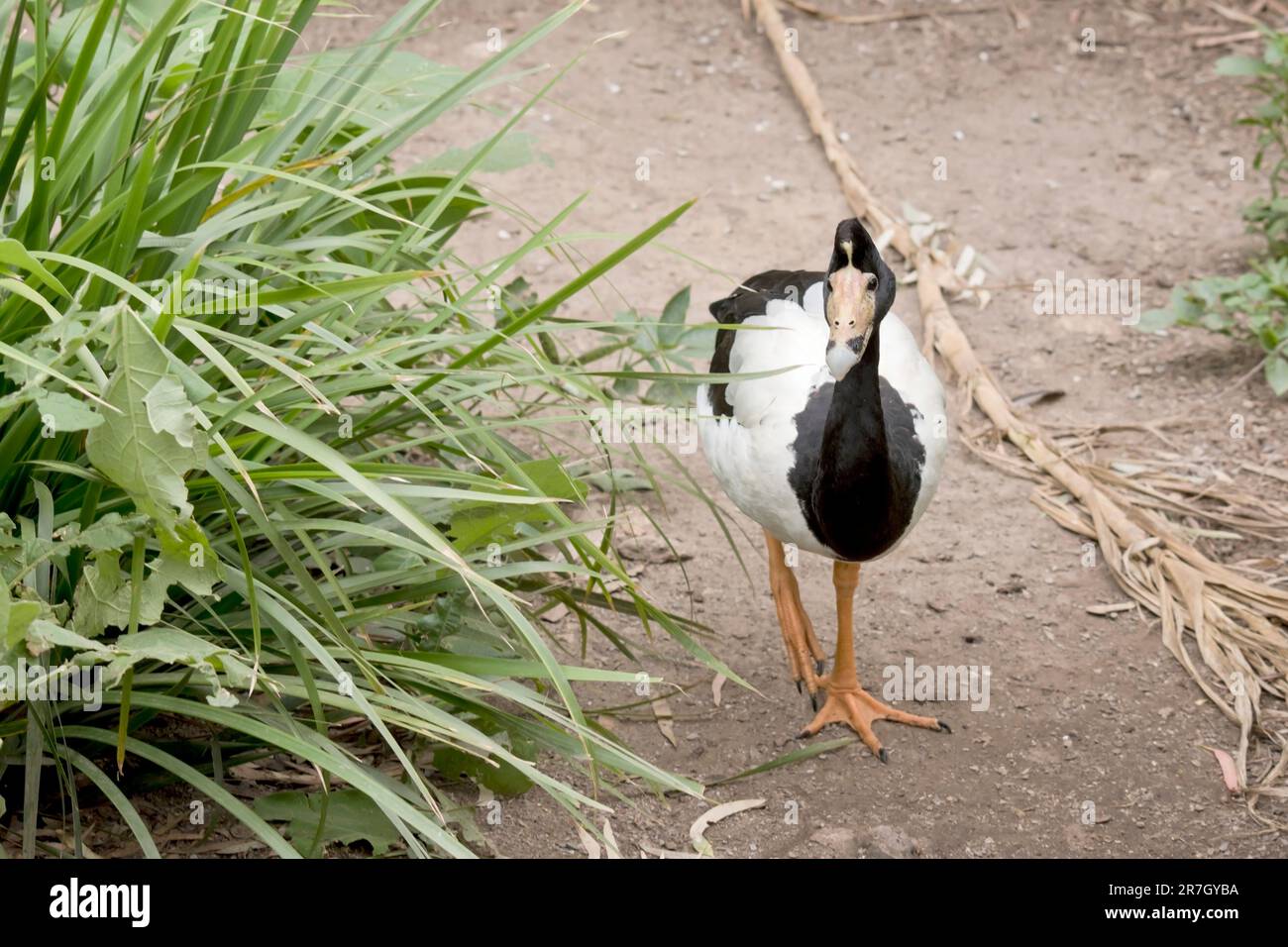 L'oca magpie è un seabird bianco e nero con testa e collo neri e un corpo bianco e un collo lungo. Foto Stock