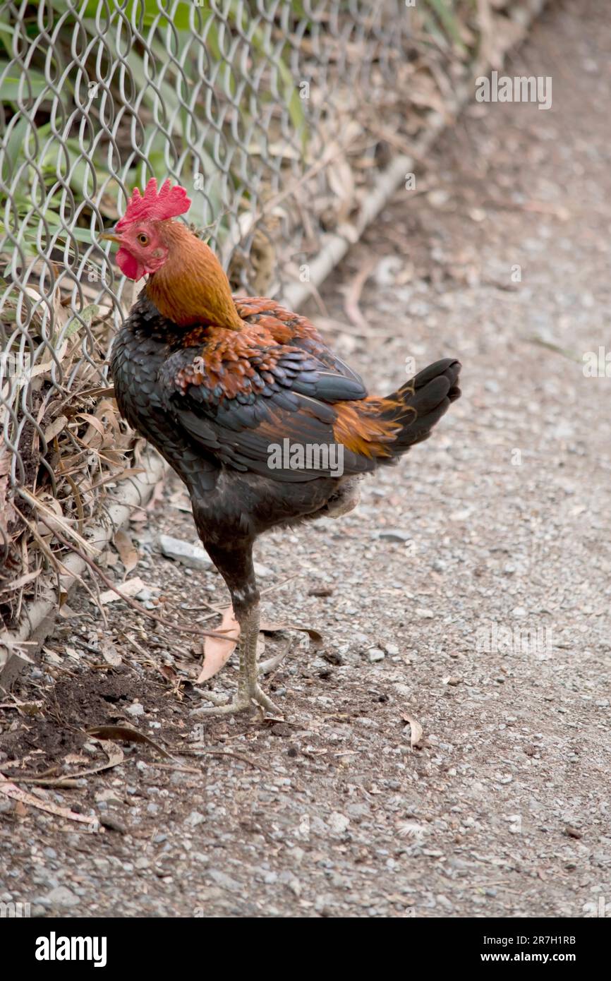 il gallo è in piedi su una gamba Foto Stock