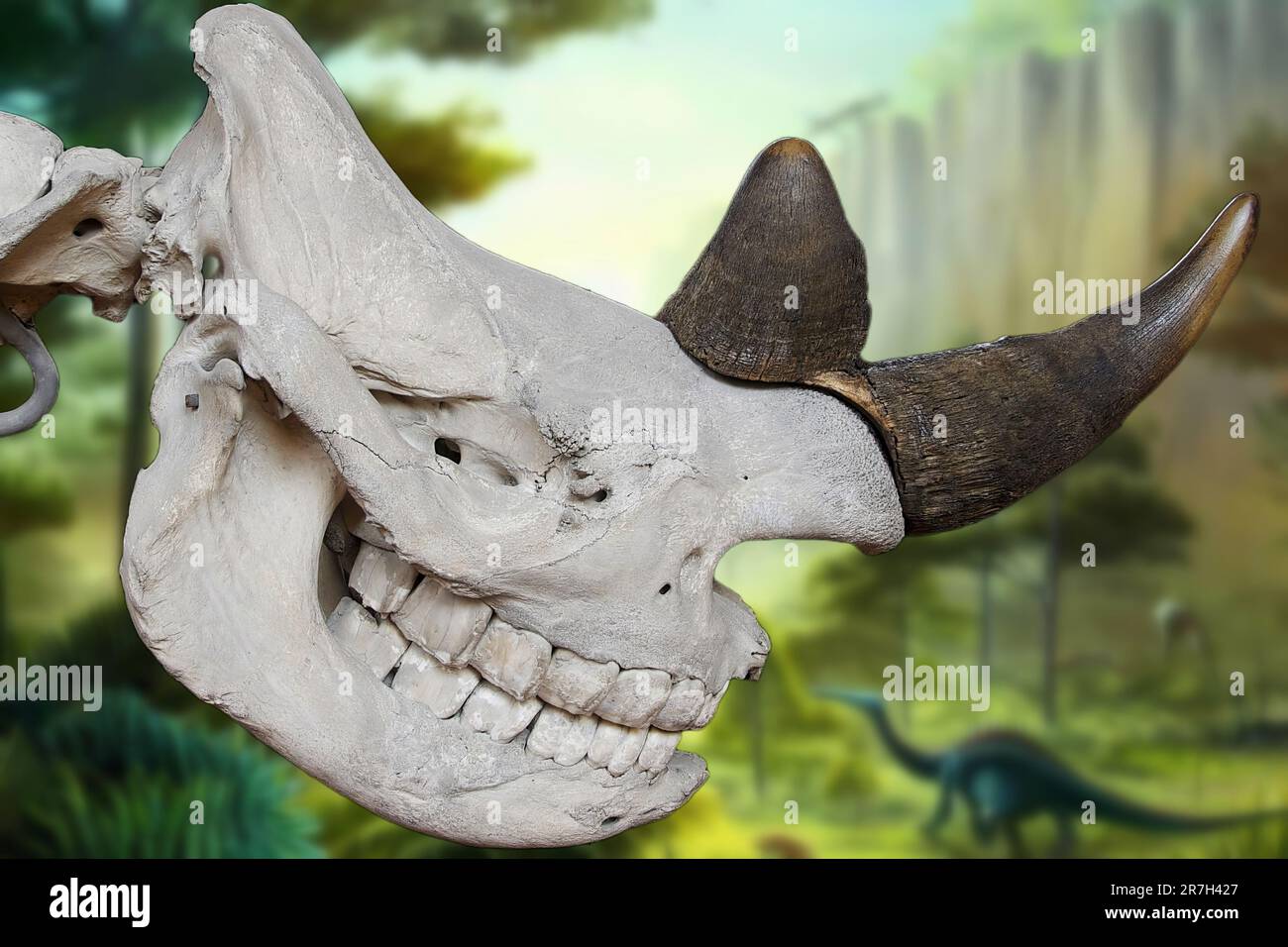 Diceros bicornis una specie di rinoceronte che viveva in Africa e in Asia durante l'epoca del Pleistocene. Foto Stock