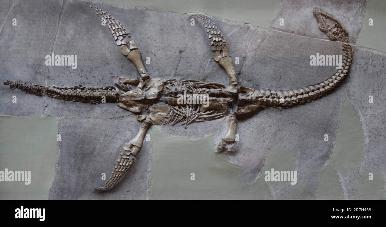 Plesiosaurus è un genere di rettile sauroptergiano estinto, di grandi dimensioni, vissuto nel Giurassico primitivo. Foto Stock