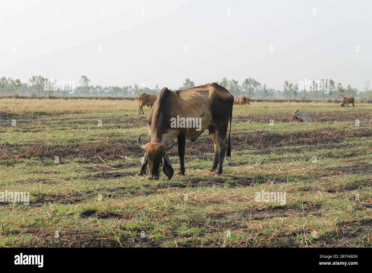 Le mucche mangiano erba nei campi in Thailandia durante la stagione secca. Foto Stock