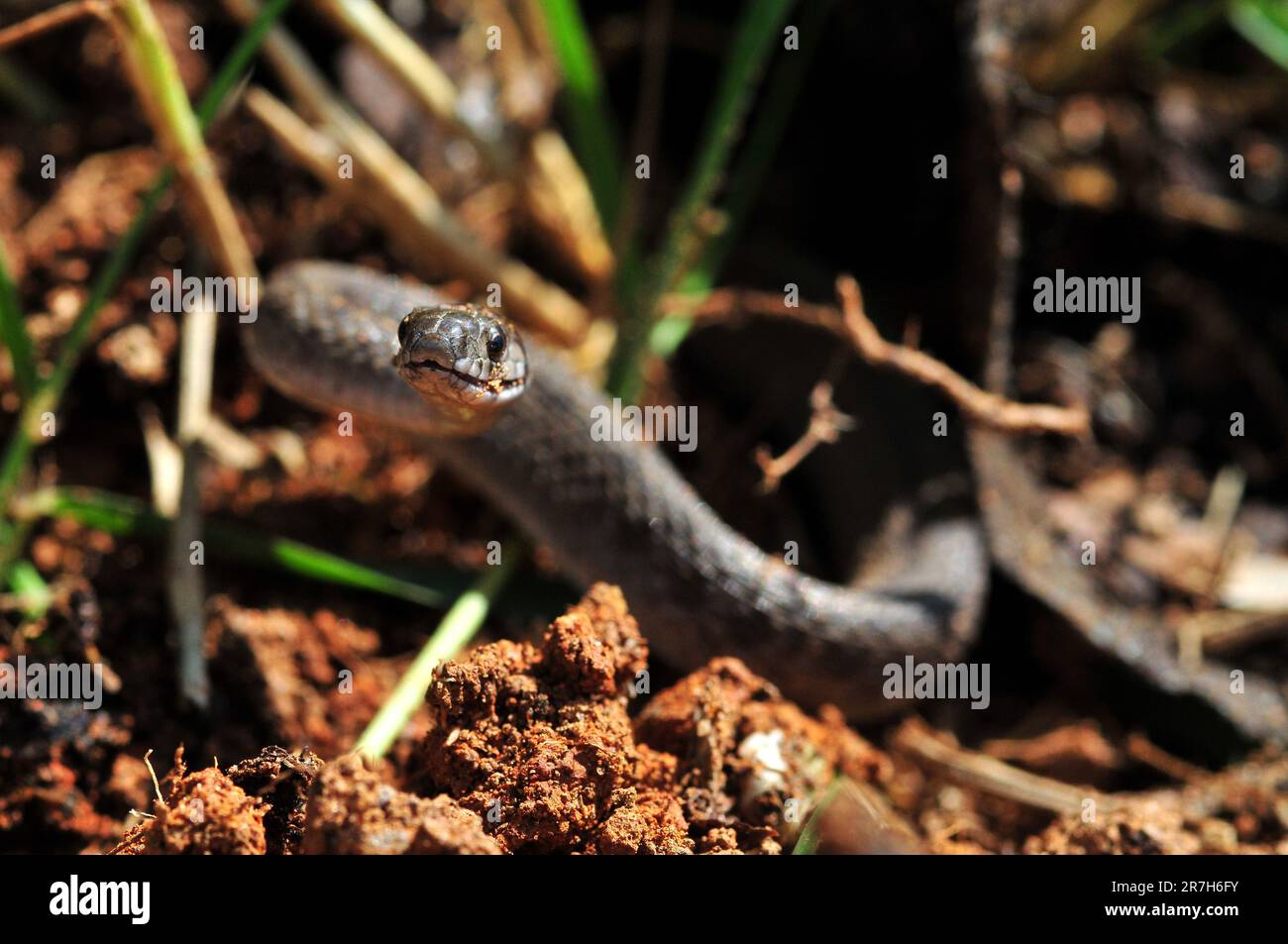 Primo piano di serpente di ratto giovanile Foto Stock