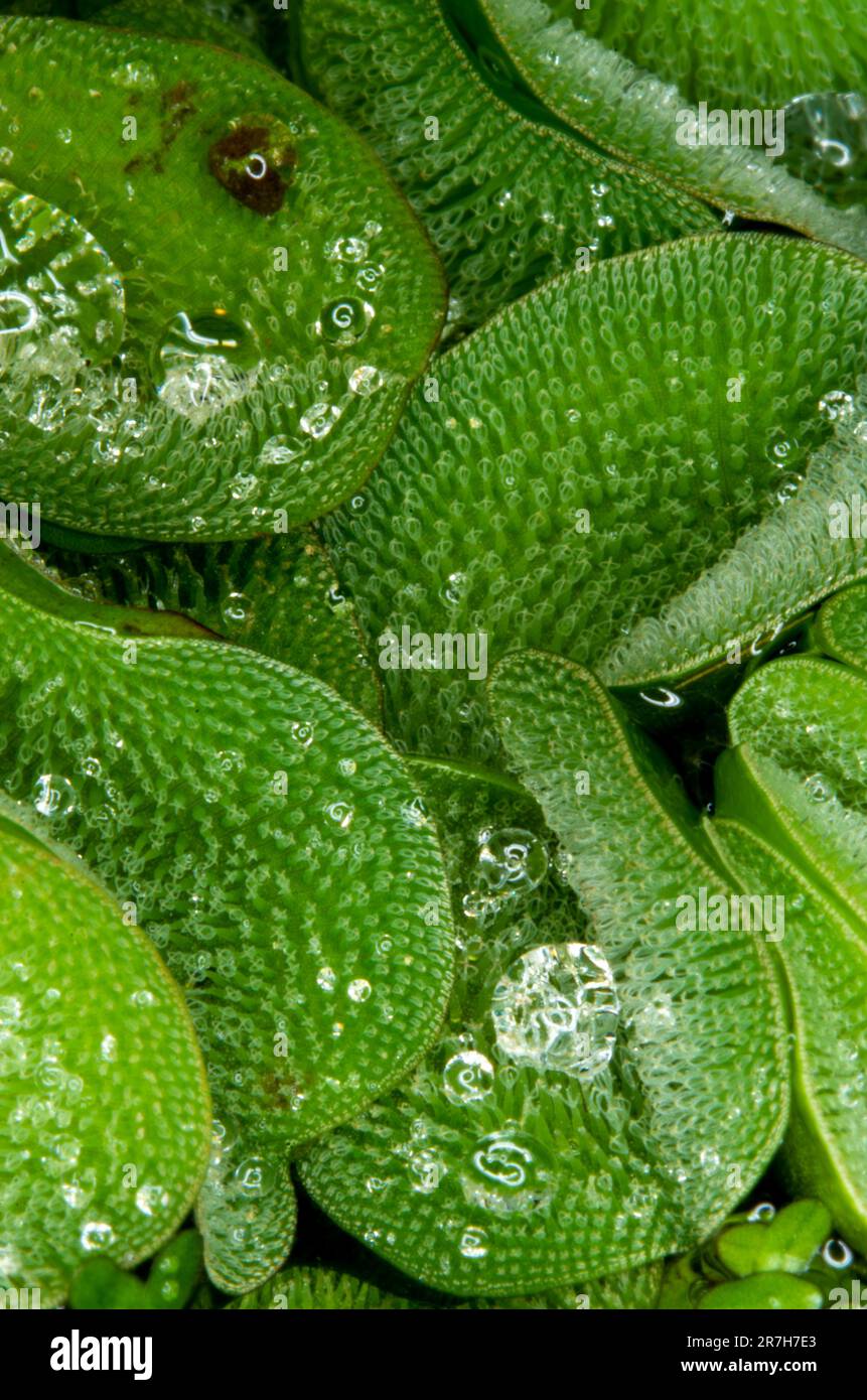 Acqua Weed con goccioline d'acqua Foto Stock