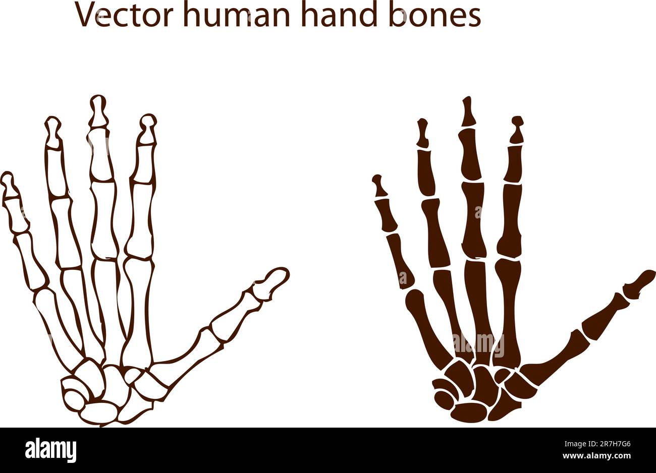 ossa delle mani umane vettoriali Illustrazione Vettoriale
