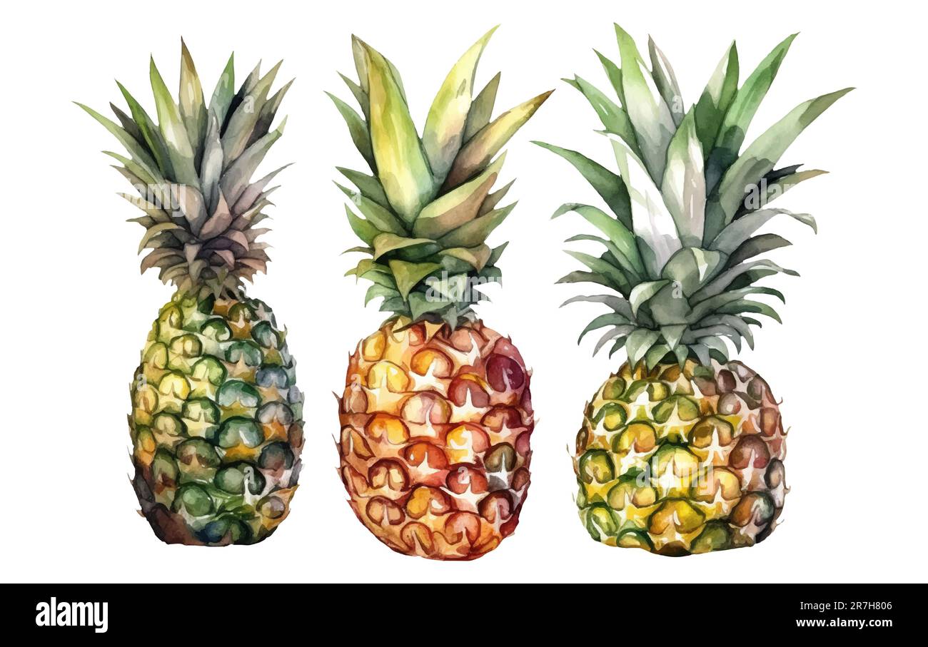 impostare l'illustrazione vettoriale a colori dell'ananas maturo isolato su sfondo bianco Illustrazione Vettoriale