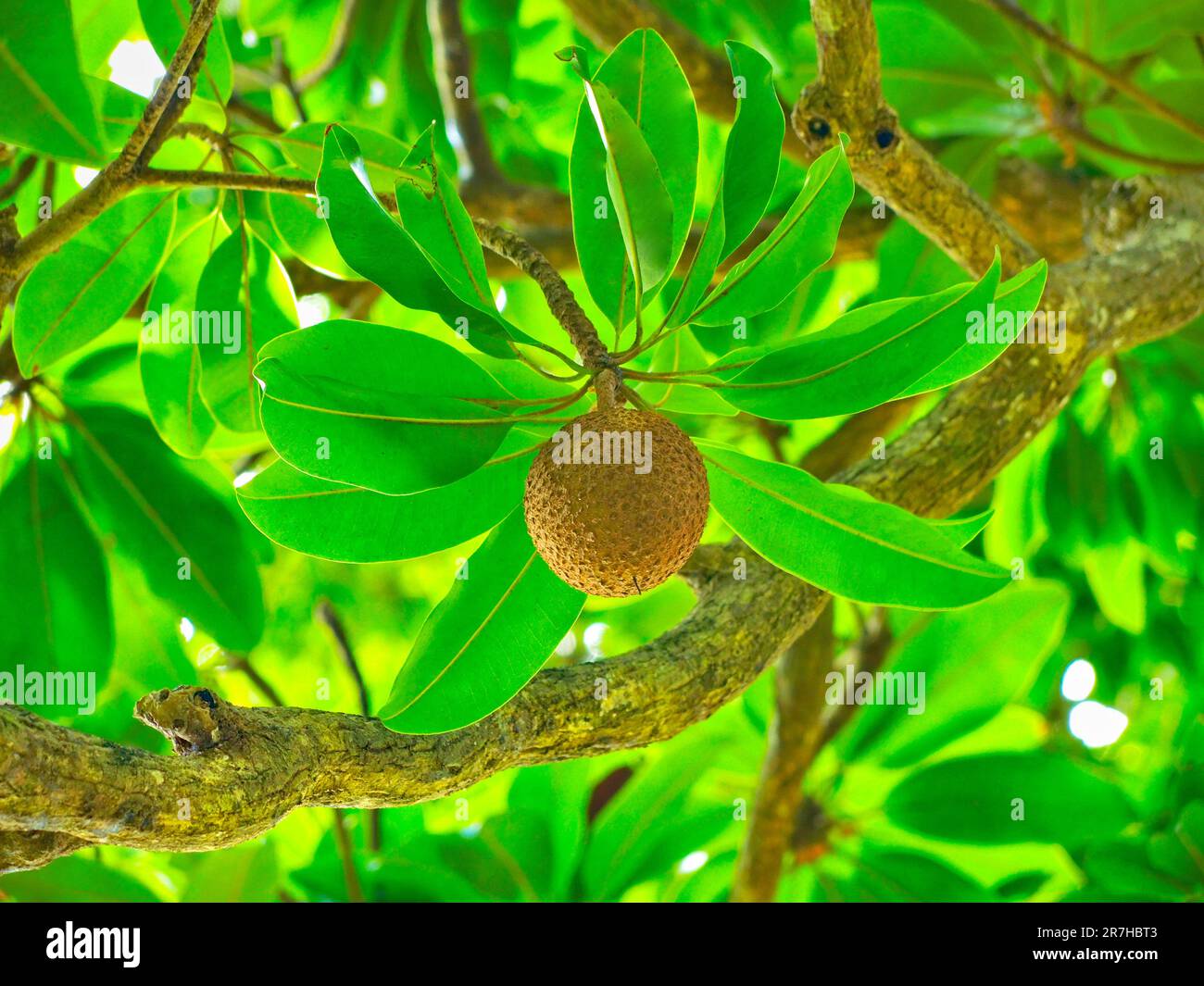 Frutti di mamey selvaggi (Mammea americana) nel suo ambiente naturale su un'isola tropicale (isole caraibiche). Foto Stock