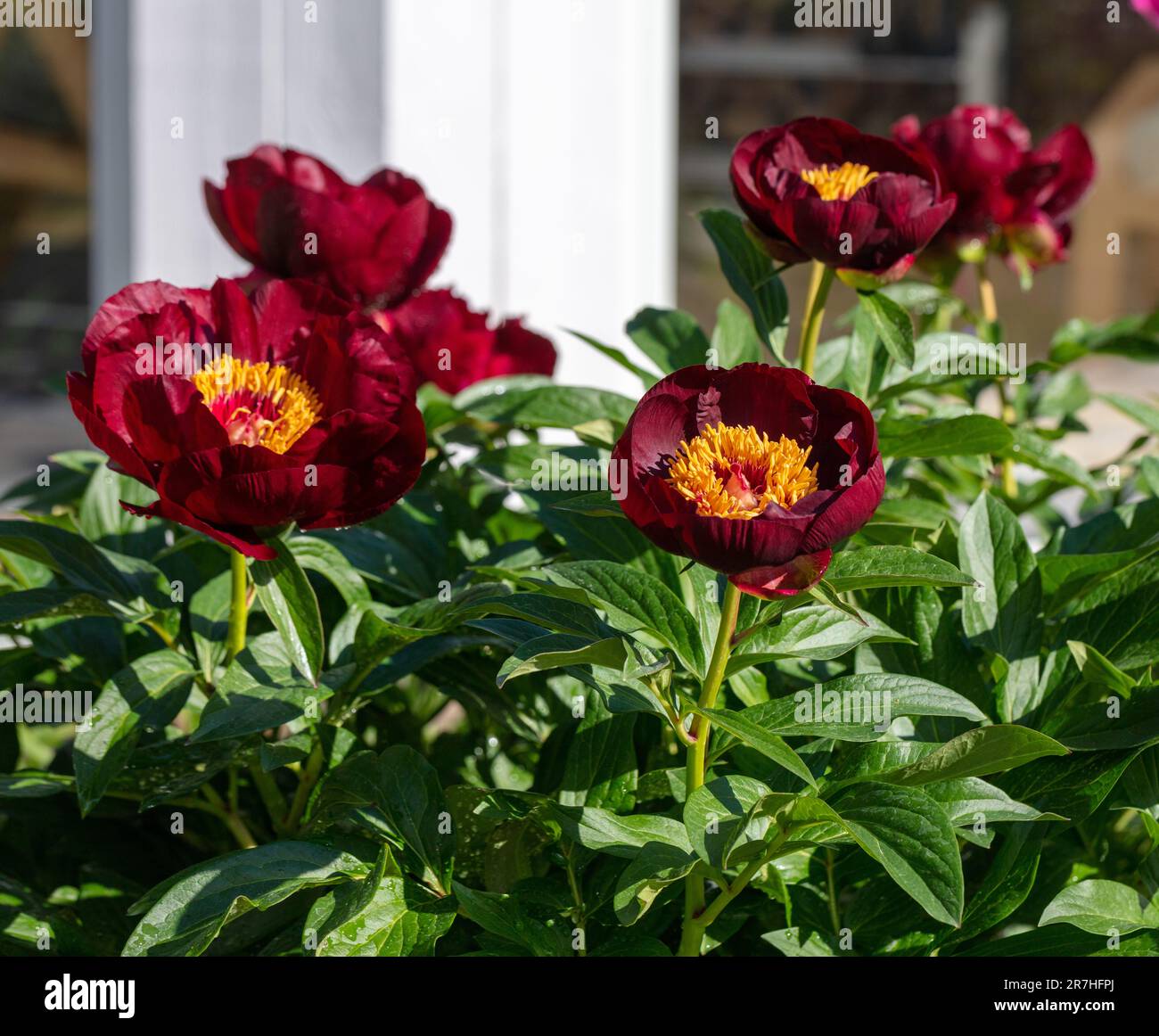 "Chocolate Soldier" Peonia comune da giardino, Luktpion (Paeonia officinalis x lactiflora) Foto Stock