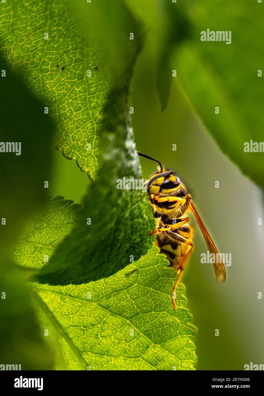 WASP.They spesso rimanere nell'ambiente umano, alla ricerca di cibo su sap albero, scarti di cibo, dolci.Qual è la differenza tra vespe, api e calabroni. Foto Stock