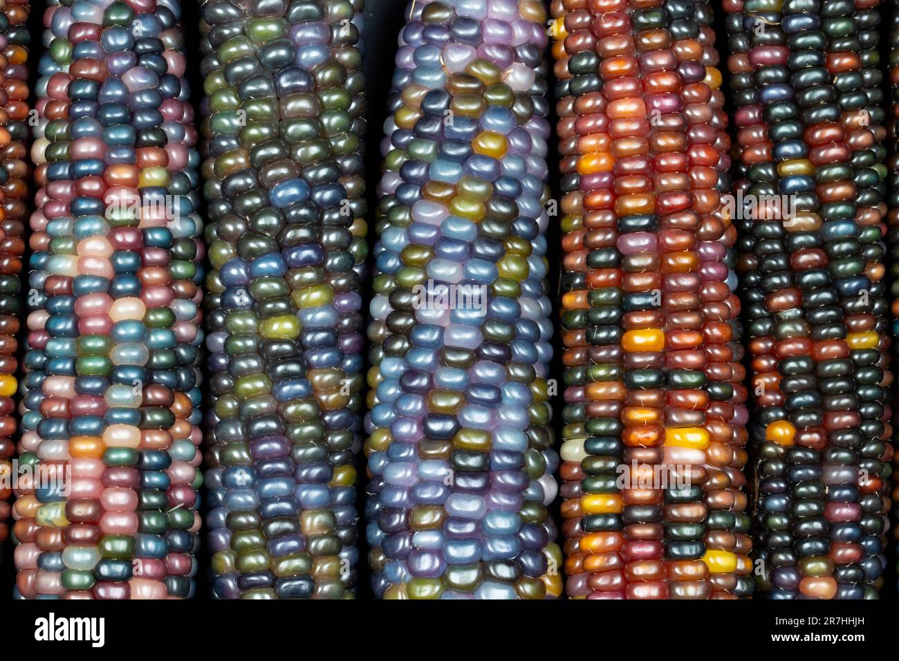Glass Gem corn (botanicamente classificato come Zea mays). Questa varietà produce gorgeous sfere di vetro multicolore- o gemme-come le pannocchie. Foto Stock