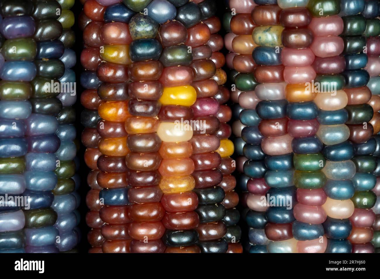 Glass Gem corn (botanicamente classificato come Zea mays). Questa varietà produce gorgeous sfere di vetro multicolore- o gemme-come le pannocchie. Foto Stock