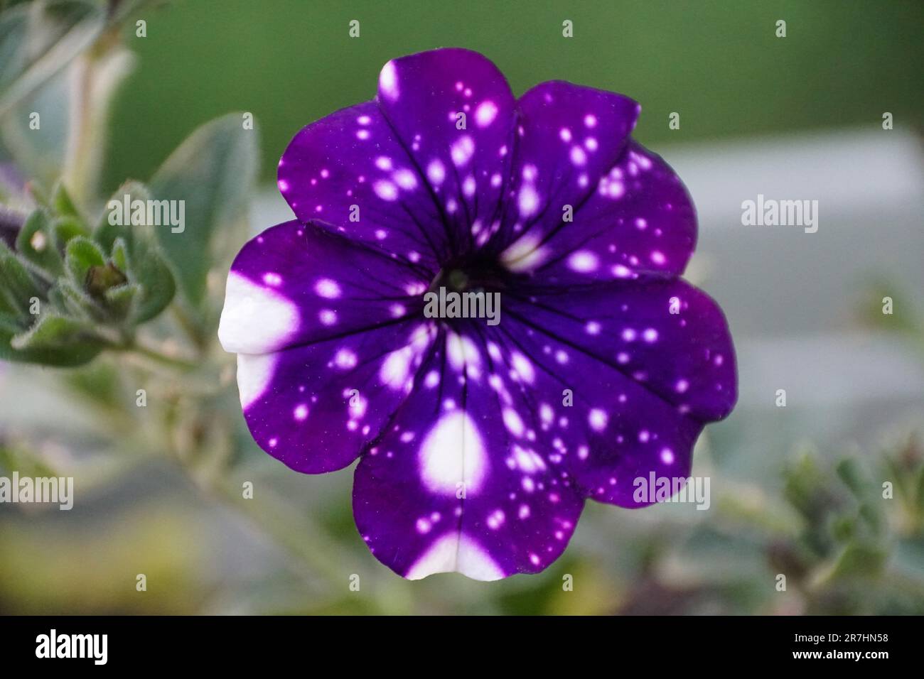 Splendido viola scuro e bianco macchiato di fiori di petunia marmorizzati, conosciuto anche come Petunia Midnight Sky Foto Stock