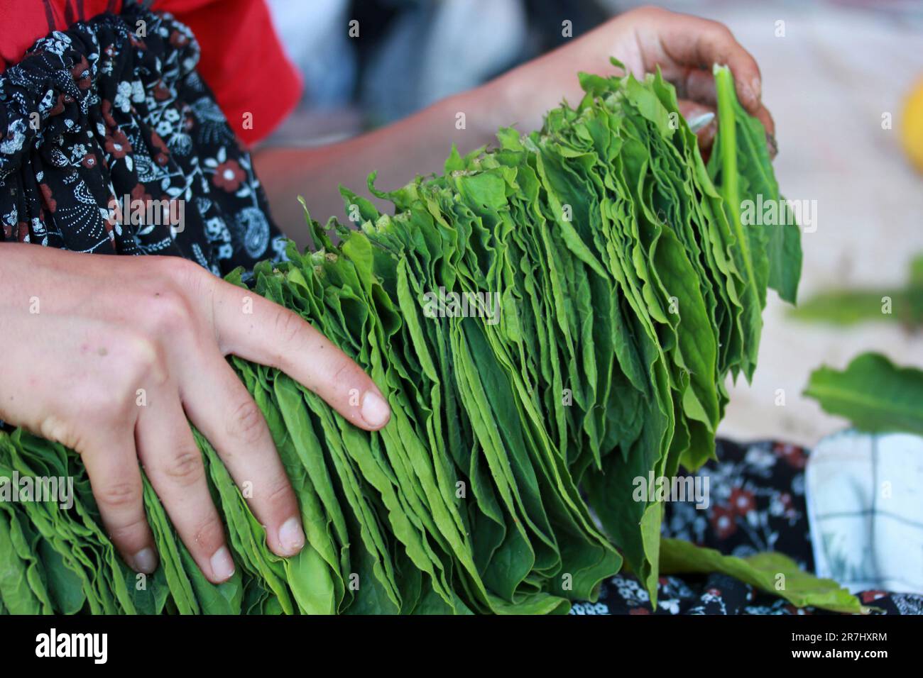 Una donna che prepara il tabacco per l'essiccazione ad Amasya, Türkiye Foto Stock