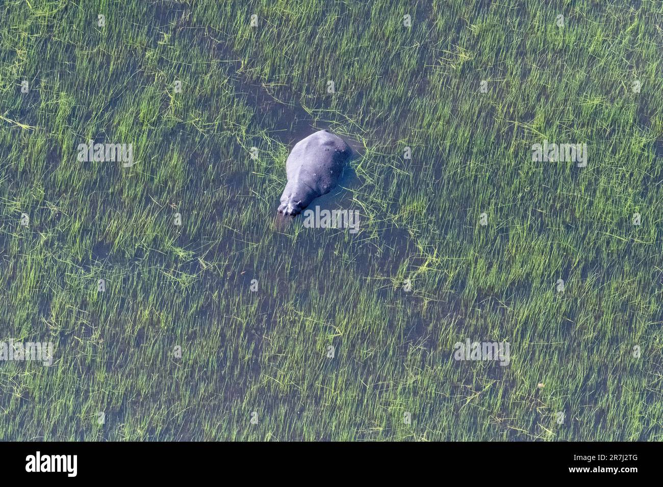 Teleobiettivo aereo di un ippopotamo particolarmente sommerso nelle paludi del Delta dell'Okavango in Botswana. Foto Stock