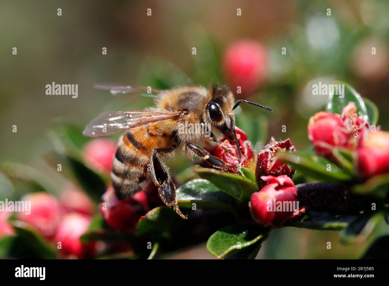API MELLIFERA (Apis mellifera) che si nutrono dei boccioli di fiori rossi di Cotoneaster orizzontalis in un giardino periferico, Regno Unito. Foto Stock