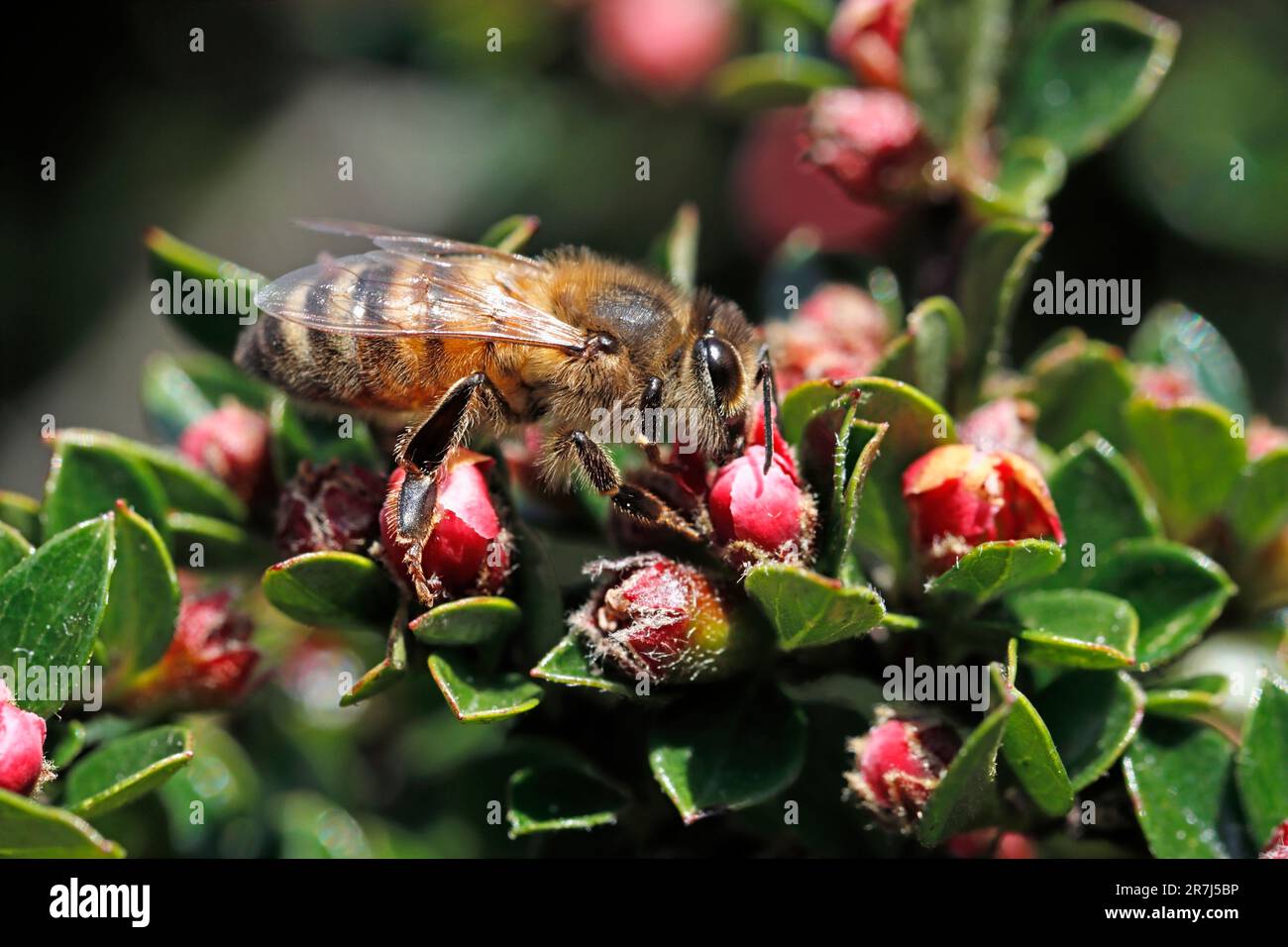API MELLIFERA (Apis mellifera) che si nutrono dei boccioli di fiori rossi di Cotoneaster orizzontalis in un giardino periferico, Regno Unito. Foto Stock