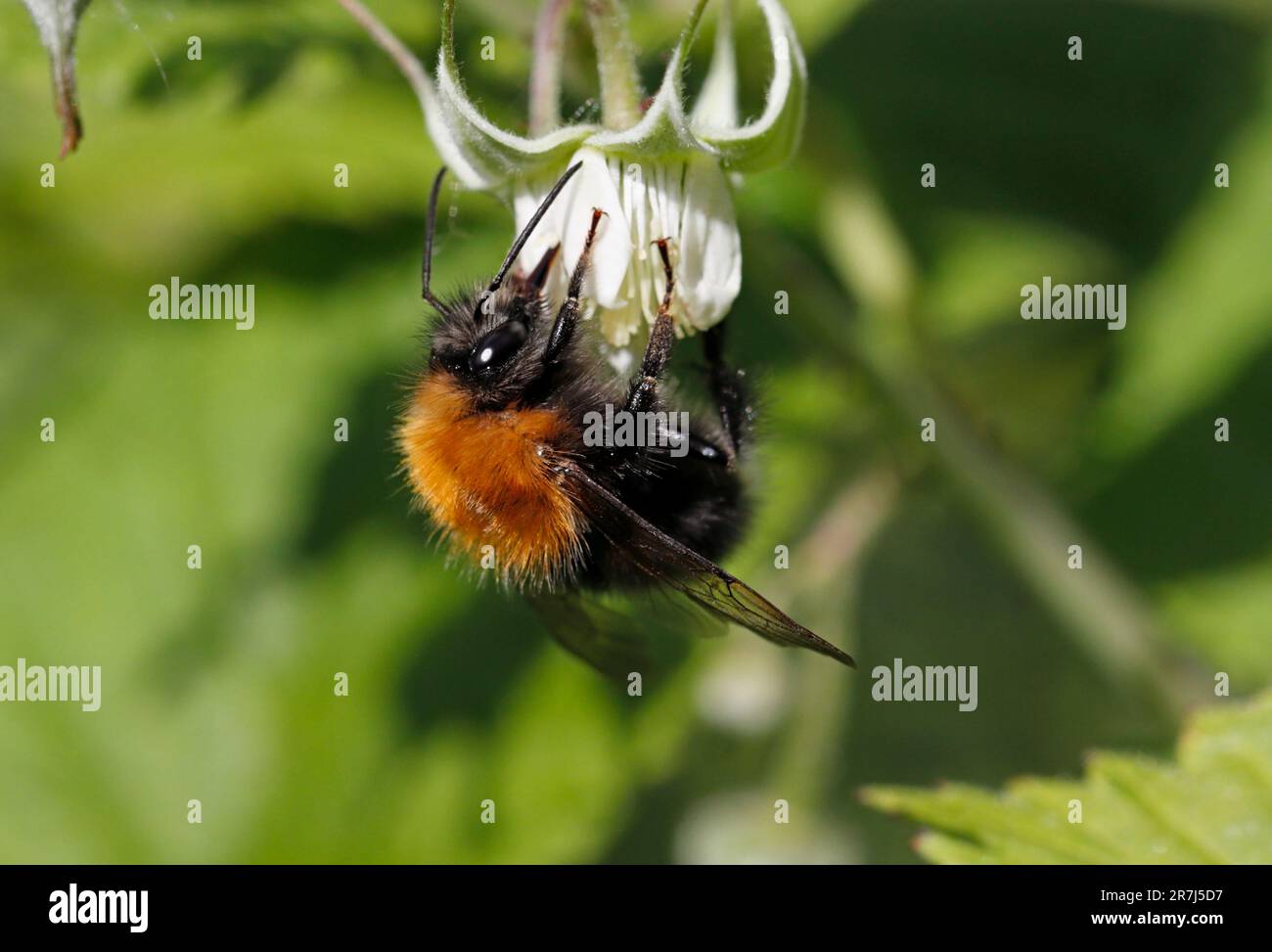 BUMBLE BEE (Bombus hypnorum) su un fiore di bramble, Regno Unito. Foto Stock