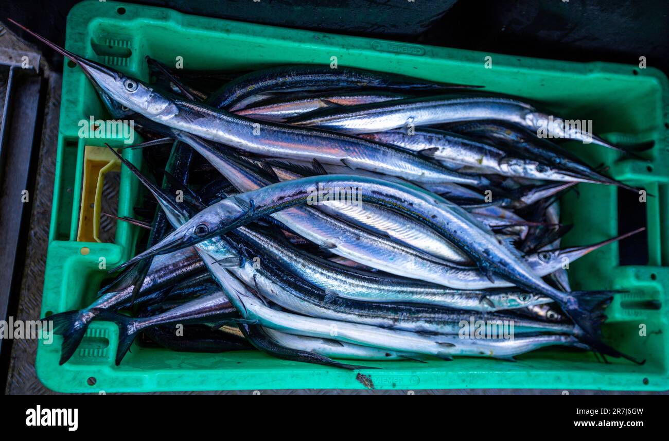 Rerik, Germania. 31st maggio, 2023. Pesce pescato di fresco giacciono in una scatola di trasporto sul taglierino di pescatore Maik mai da Rerik. Gli animali vengono catturati nel Bir Salzhoff a metà giugno. Credit: Jens Büttner/dpa/Alamy Live News Foto Stock