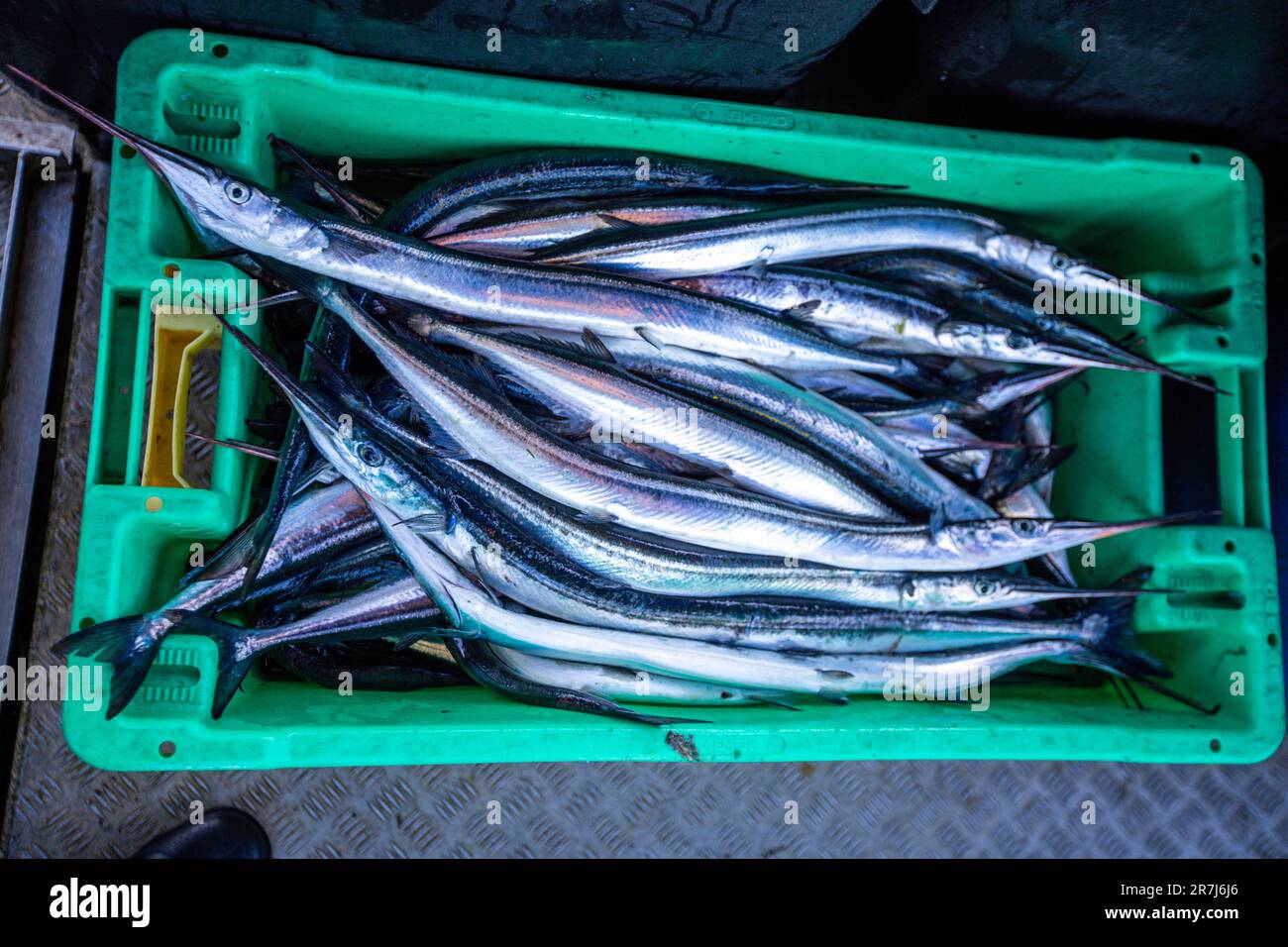 Rerik, Germania. 31st maggio, 2023. Pesce pescato di fresco giacciono in una scatola di trasporto sul taglierino di pescatore Maik mai da Rerik. Gli animali vengono catturati nel Bir Salzhoff a metà giugno. Credit: Jens Büttner/dpa/Alamy Live News Foto Stock