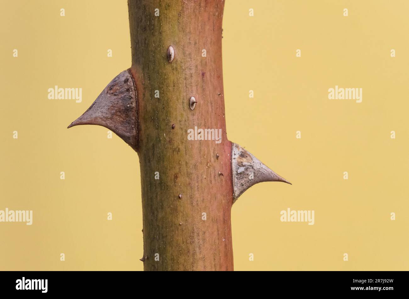 Un primo piano di stelo spinoso Foto Stock