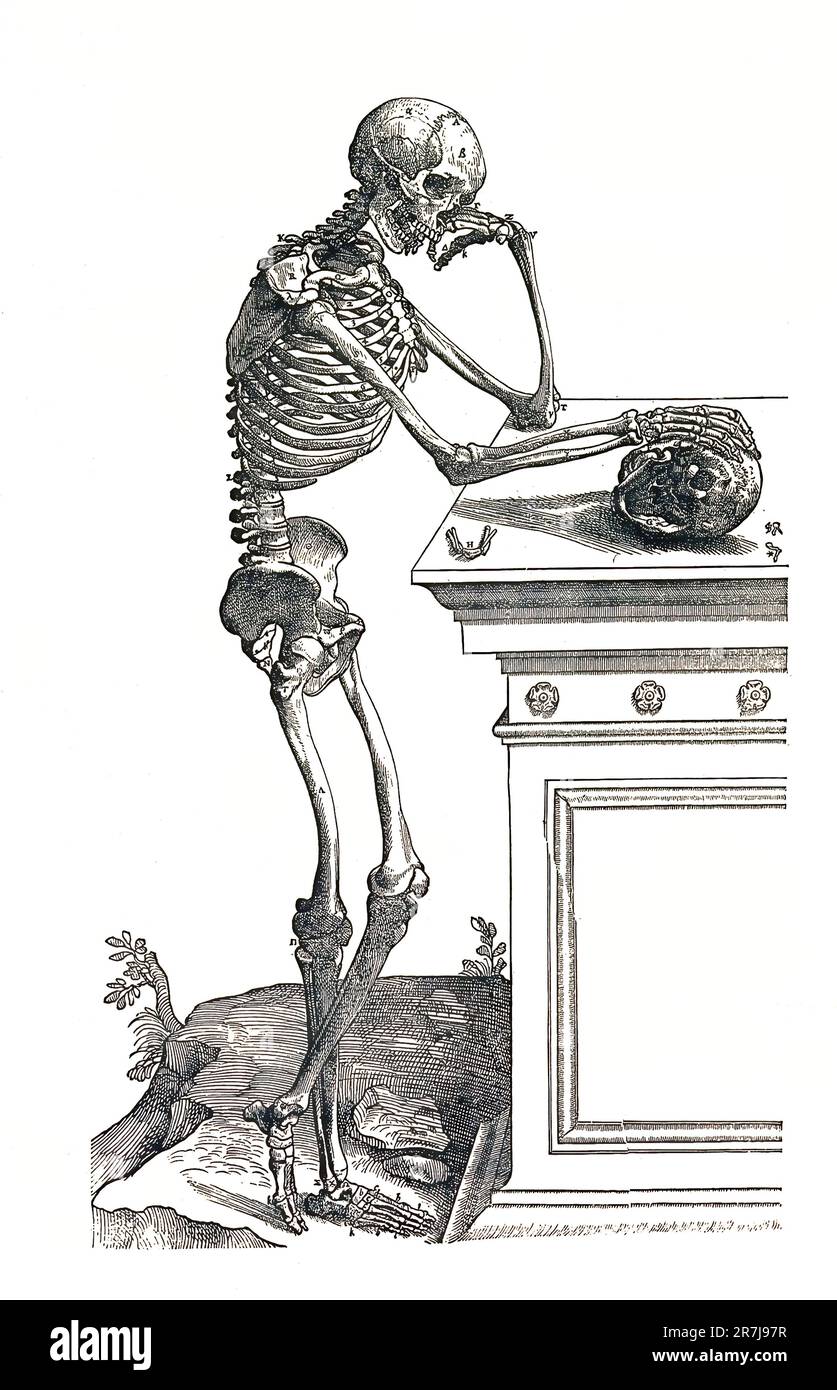 Medicina, Anatomia, Uno scheletro che guarda un cranio: Vista laterale, riproduzione storica, restaurata digitalmente da un originale del 19th ° secolo / Medizin, Anatomie, Ein Skelett, das einen Schädel betrachtet: Seitenansicht, Historisch, restaurierte digitale Reproduktion von einer Vorlage aus dem 19. Jahrhundert Foto Stock