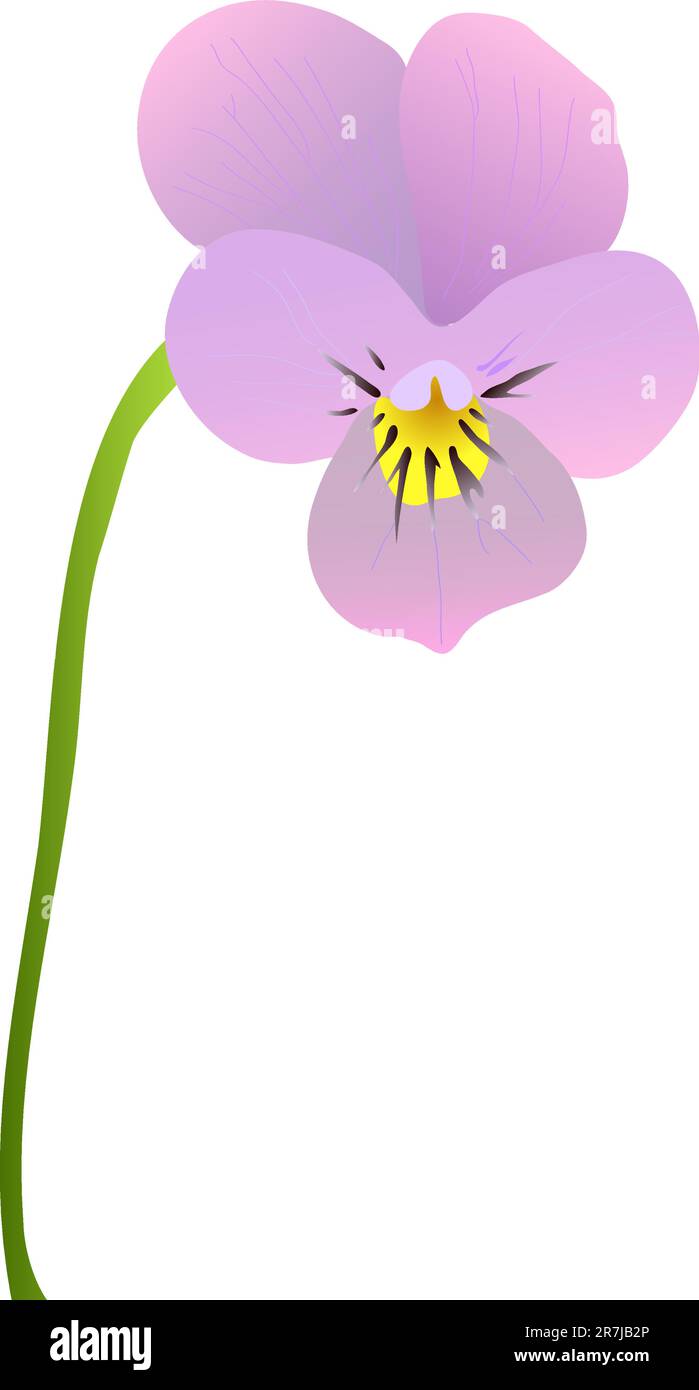 bellissimo viola in fiore su sfondo bianco Illustrazione Vettoriale