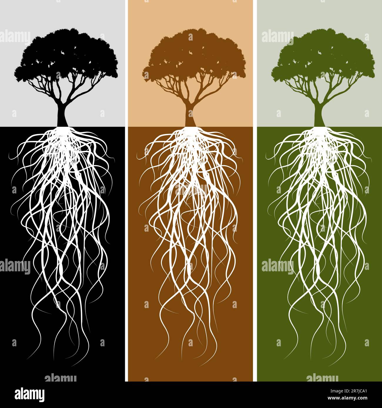 Una immagine di un albero verticale banner di root impostata. Illustrazione Vettoriale