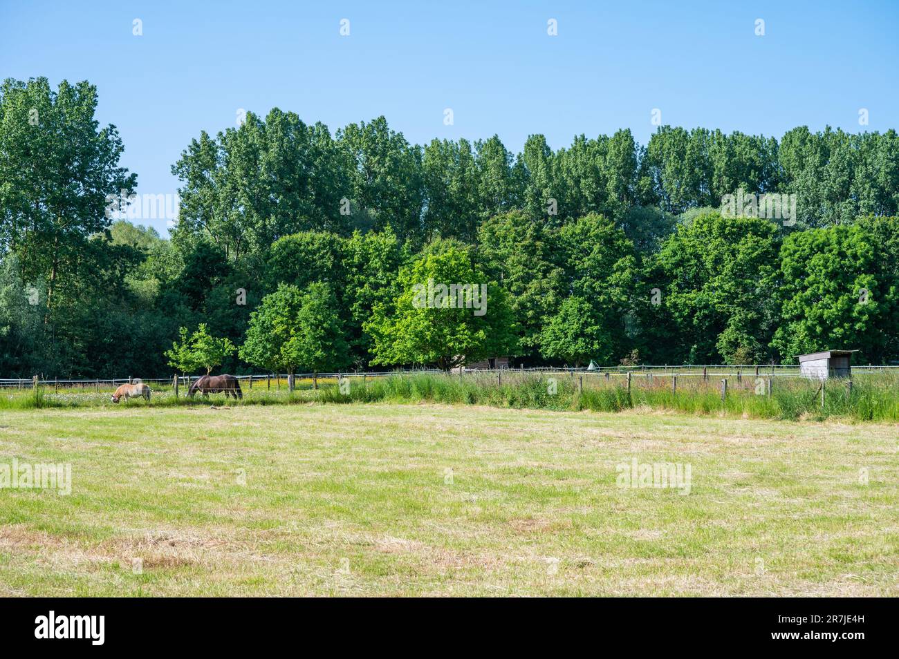 Cavalli al pascolo nei campi verdi con boschi sullo sfondo nella campagna fiamminga intorno a Herent, Belgio Foto Stock