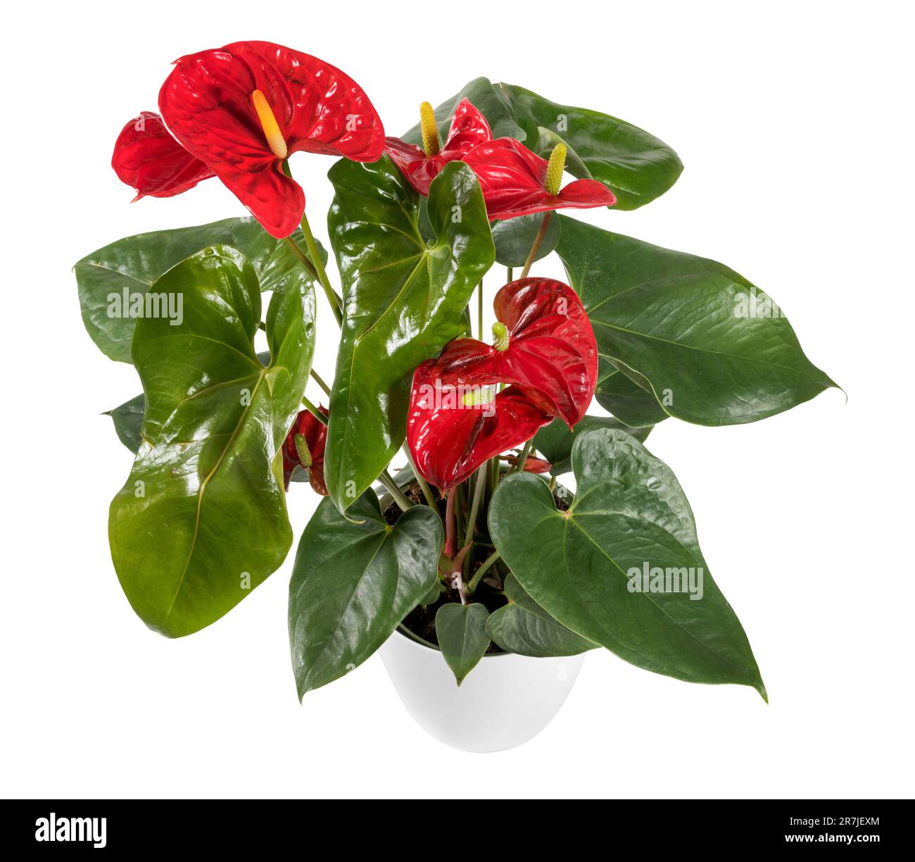 Dall'alto di fiori di coda in vaso con foglie verdi e germogli rossi isolati su sfondo bianco Foto Stock