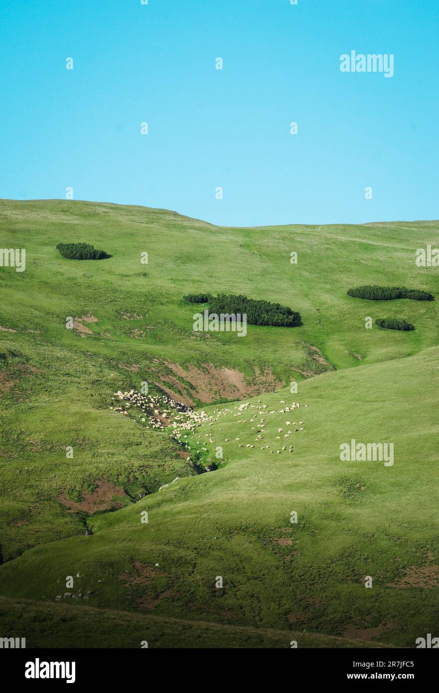 Piccole pecore sulla verde montagna Foto Stock