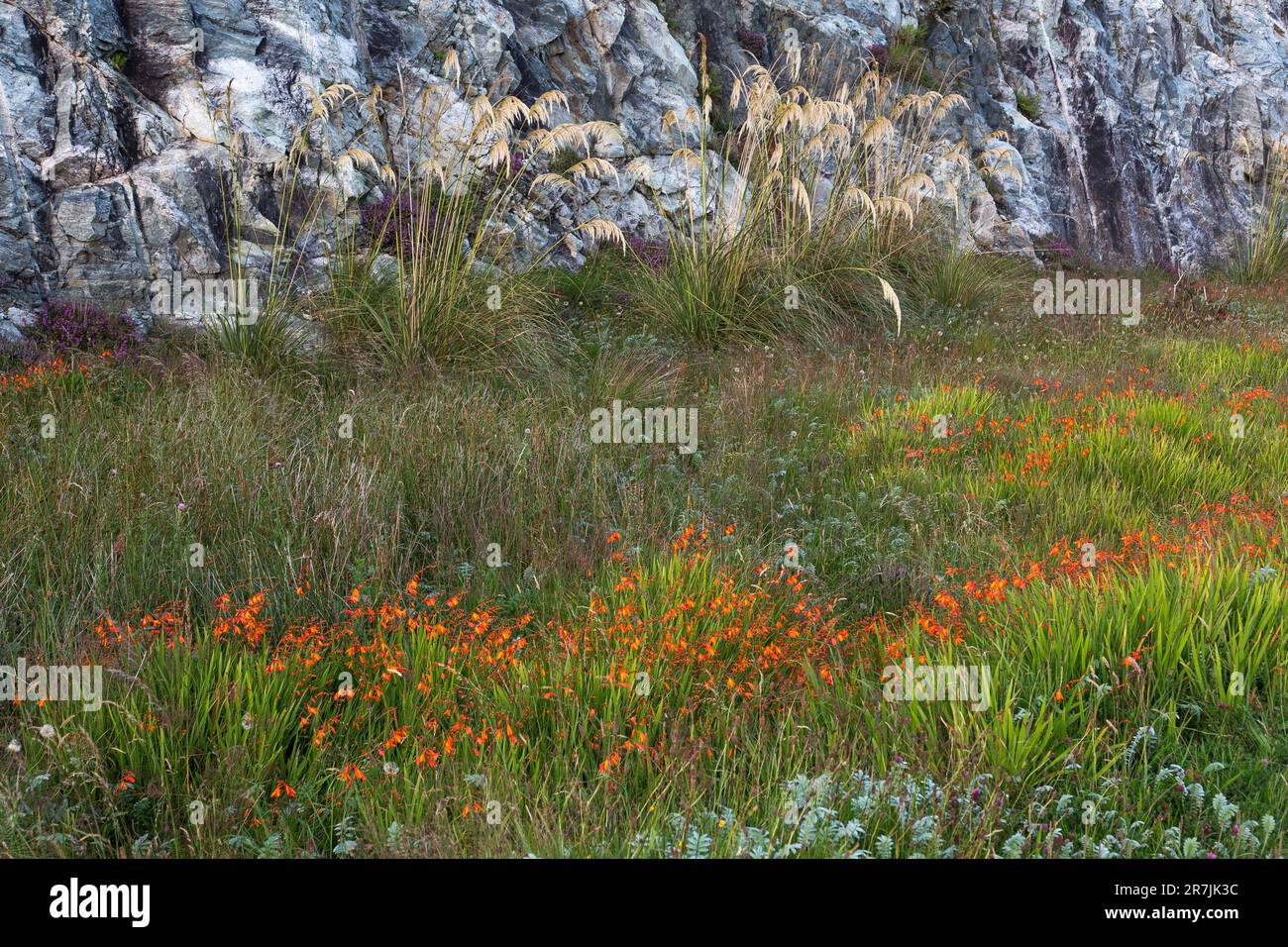 Montbretia in prateria di fronte a una Rocky Mountain Slope, Harris, Isola di Harris, Ebridi, Ebridi esterne, West Isles, Scozia, Regno Unito Foto Stock