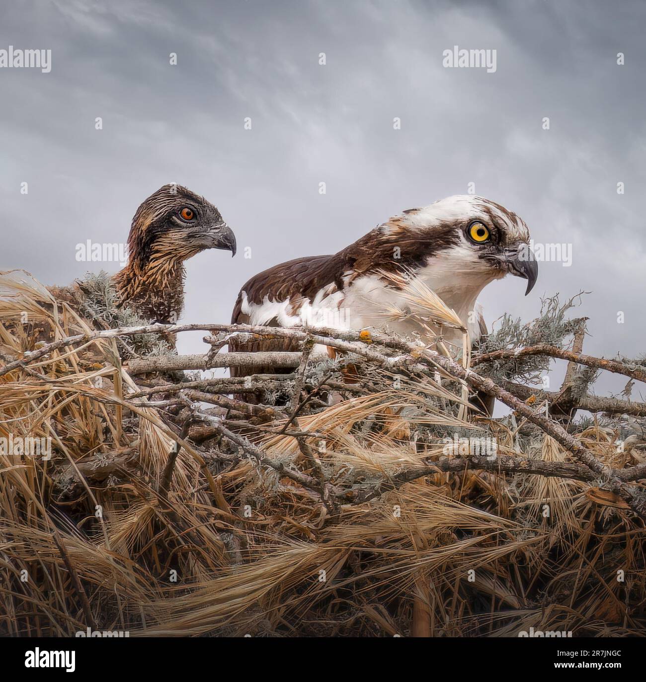 Osprey e i suoi pulcini. Watsonville, California: QUESTE IMMAGINI SBALORDITIVE mostrano un grande atterraggio della mom?s del osprey sul suo nido per alimentare i suoi pulcini. Uno dei im Foto Stock
