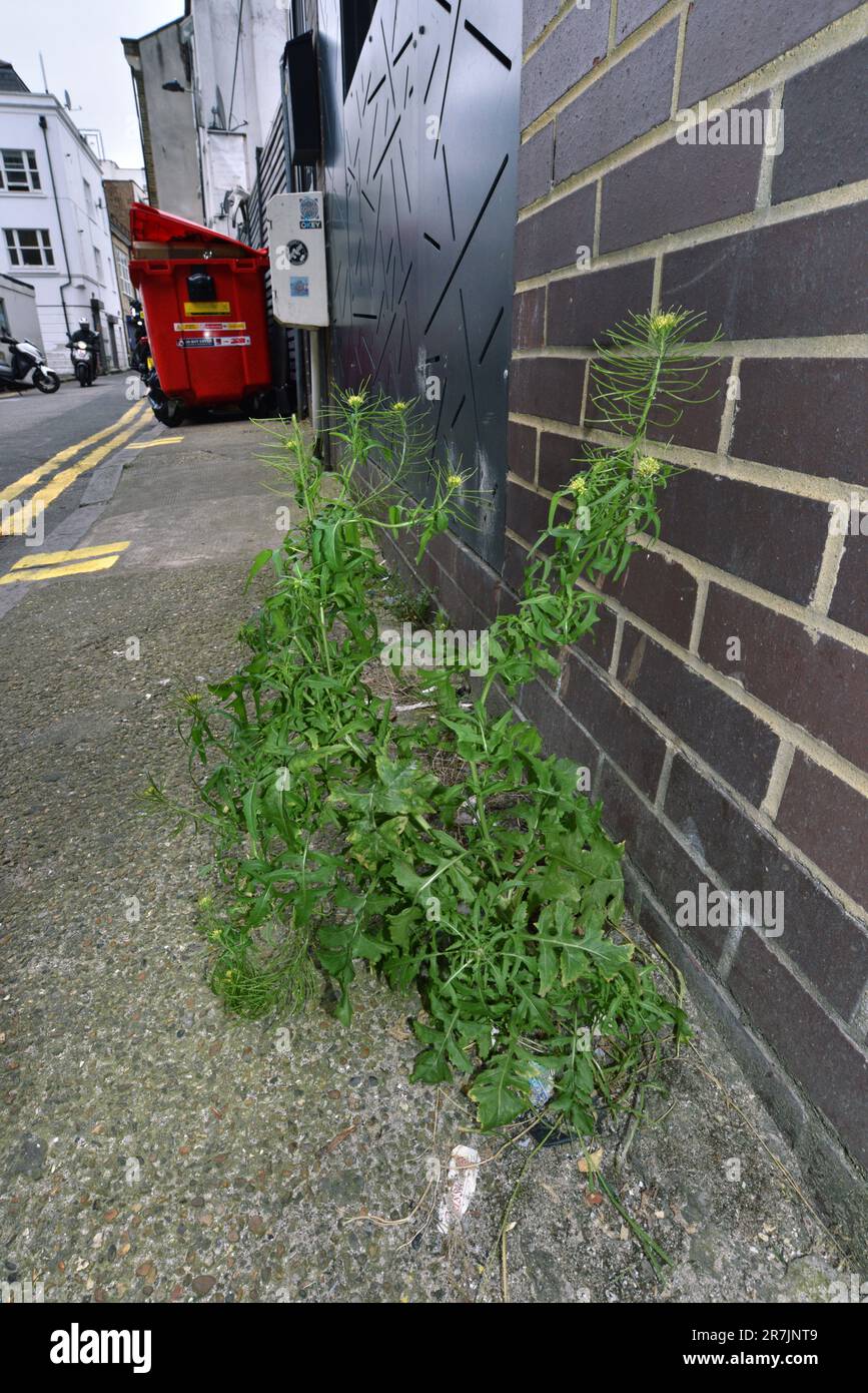 London-Rocket - Sisymbarrium irio Foto Stock