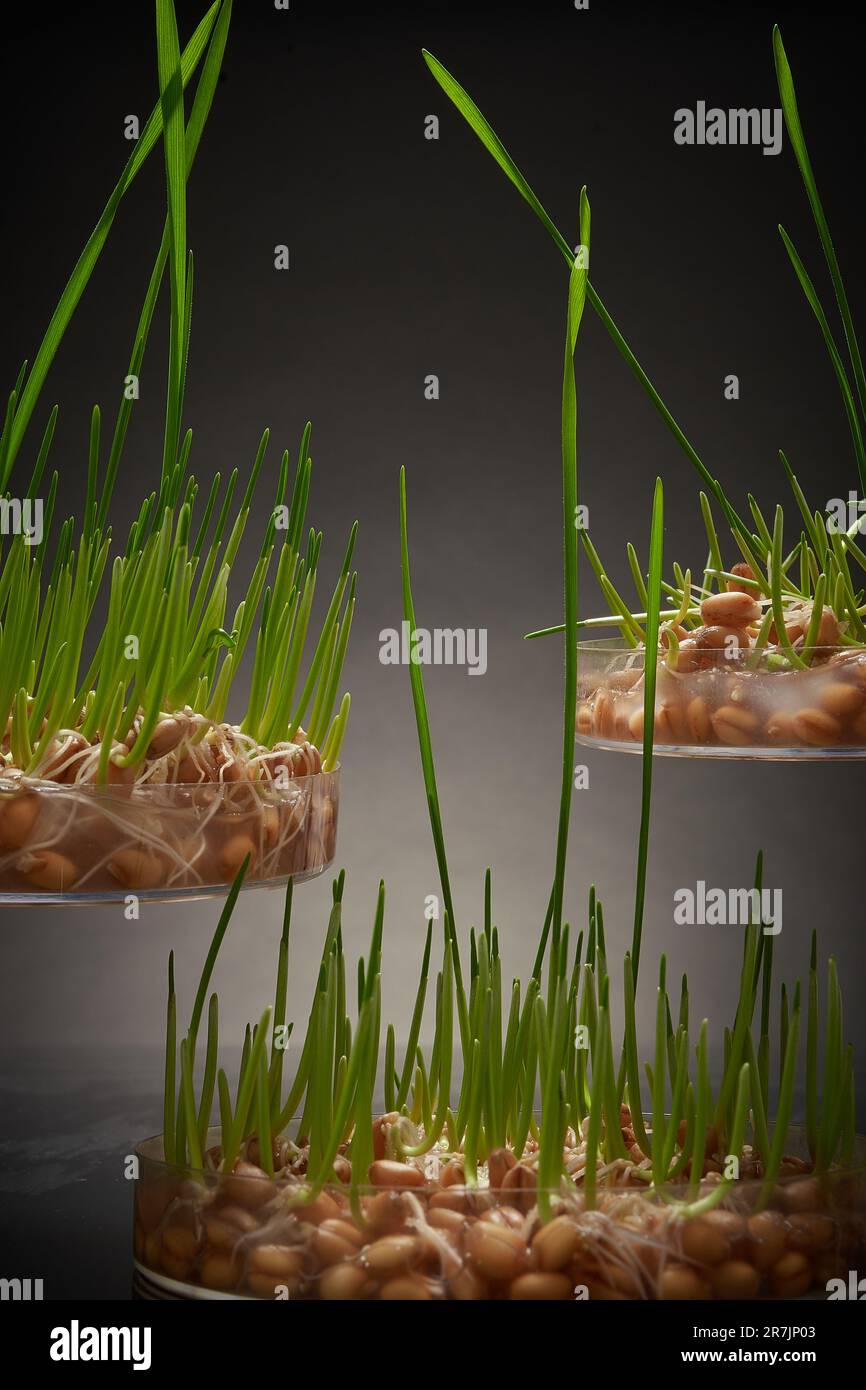 Hydroponic, germinazione di seme di laboratorio, wheatgrass Foto Stock