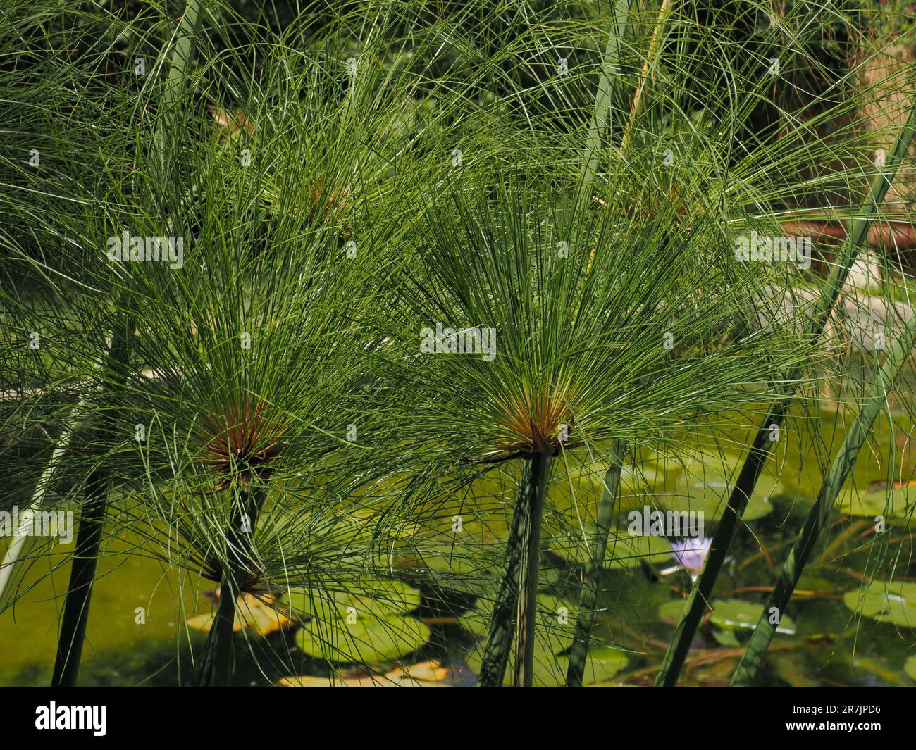 Rara bellezza ecologica in Egitto naturale: Verde lussureggiante Papiro Vege Foto Stock