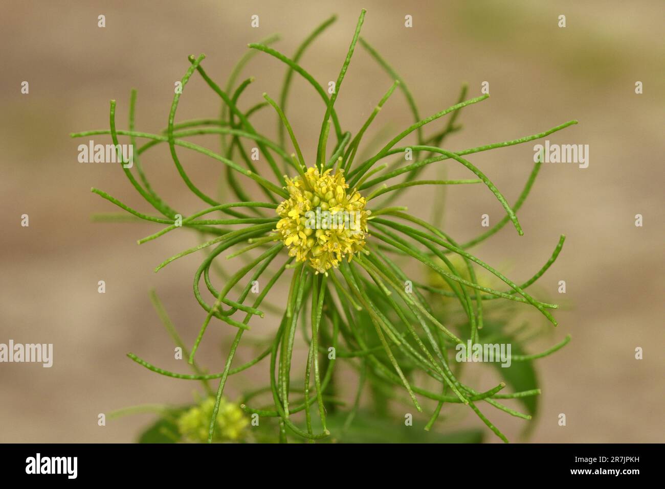 London-Rocket - Sisymbarrium irio Foto Stock