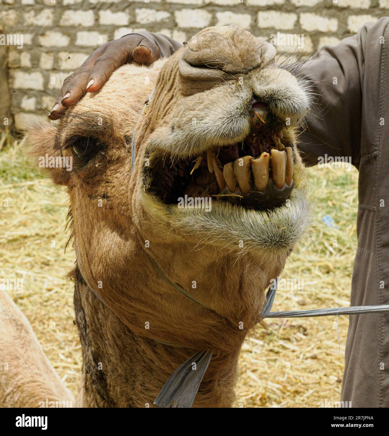 Allegro cammello con denti gialli sorridente per la fotocamera Foto Stock