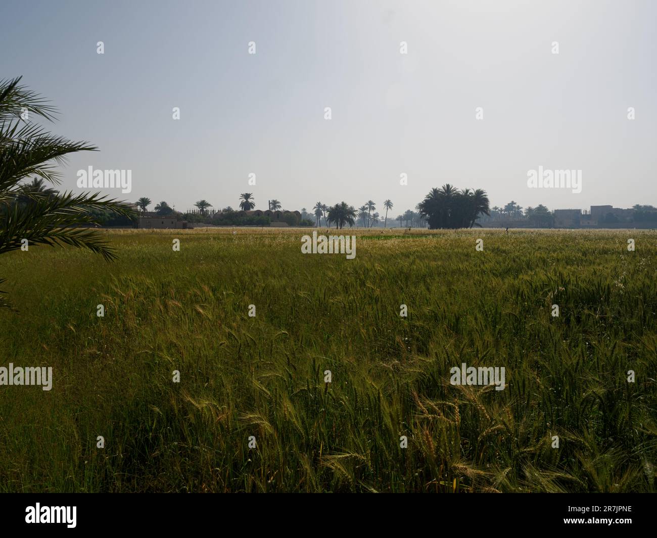 Horizons mattina: Bellezza in Egypts rurale fruttuosa campagna Foto Stock