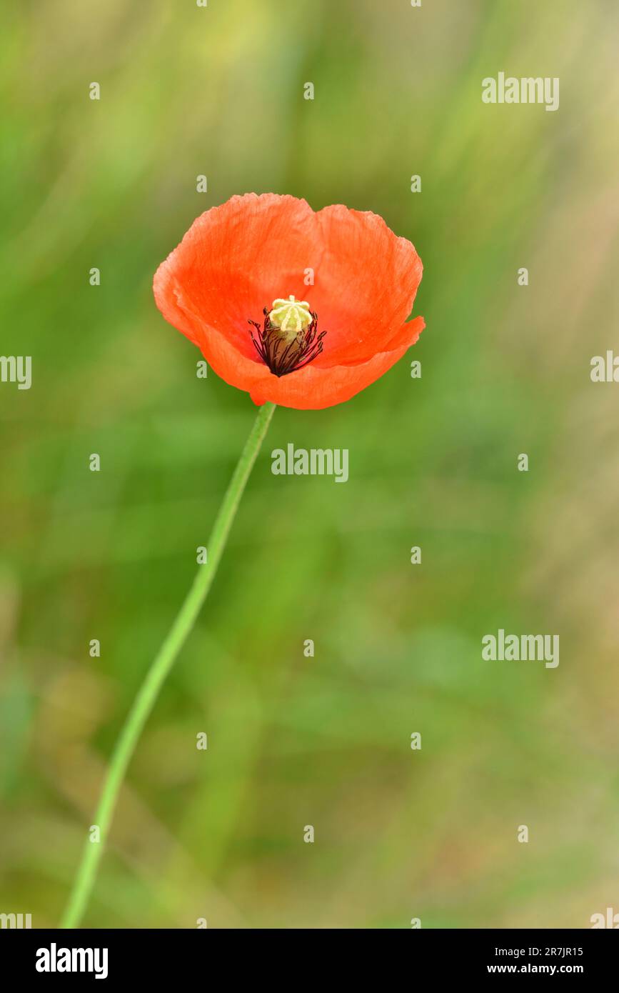 Poppy a testa lunga - papaver dubium Foto Stock