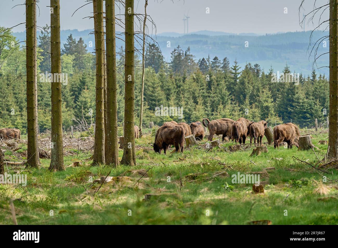 Selvaggio vivente legno europeo Bison, anche wisent o Bison bonasus, è un grande mammifero di terra ed è stato quasi estinto in Europa, ma ora reintrodotto al Ro Foto Stock