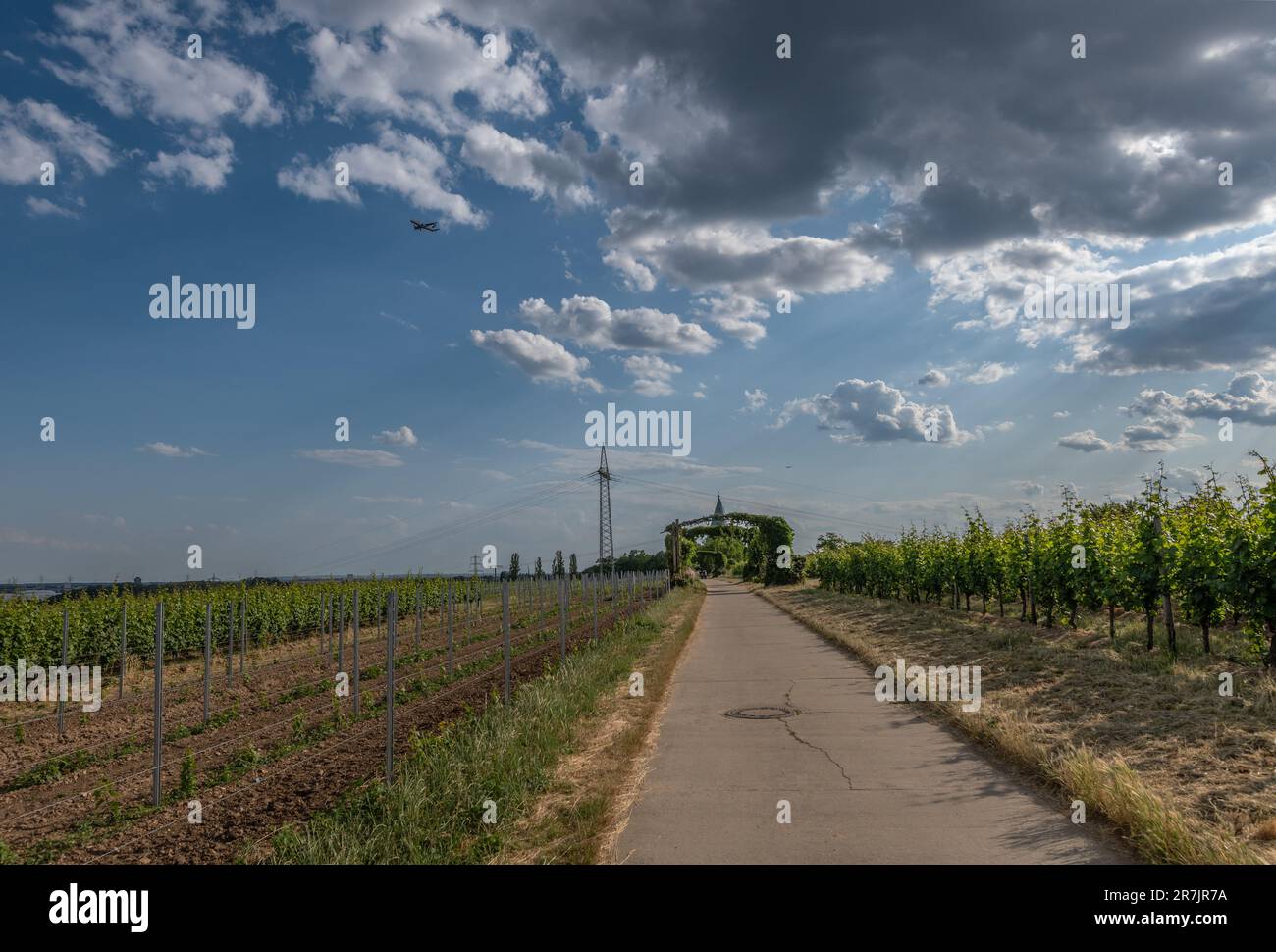 Vigneti nel Parco Regionale Rhein Main vicino alla Warte Floersheimer Foto Stock