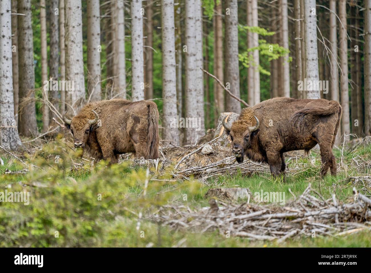 Selvaggio vivente legno europeo Bison, anche wisent o Bison bonasus, è un grande mammifero di terra ed è stato quasi estinto in Europa, ma ora reintrodotto al Ro Foto Stock