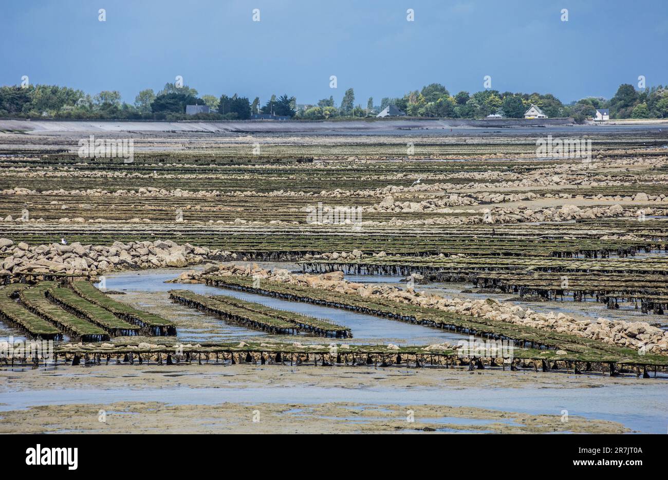 Grandi allevamenti di ostriche e vivai tra Saint-Vaast-la-Hougue e Ile Tatihou, penisola del Cotentin, dipartimento Manch, normandia, Francia Foto Stock