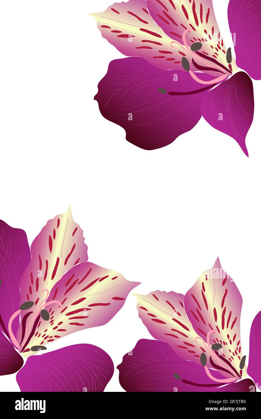 tre bellissimi alstroemeria viola in fiore su sfondo bianco Illustrazione Vettoriale