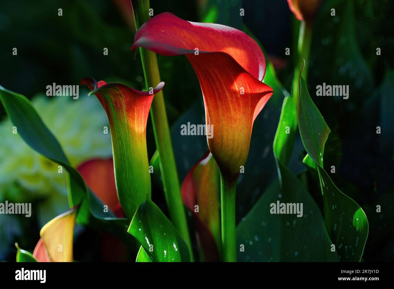 Gigli di calla luminosi a forma di tromba con brillanti fiori di arancio, giallo e rosso su sfondo scuro. Foto Stock