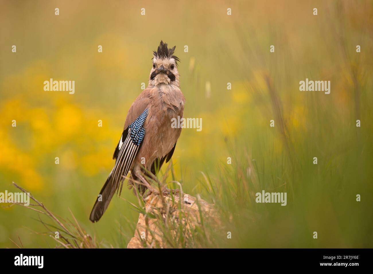 Jay eurasiatico (Garrulus glandarius) قيق أوراسي arroccato su una roccia questo uccello si trova in tutta l'Europa occidentale, l'Africa nordoccidentale e il sudest asiatico. Foto Stock