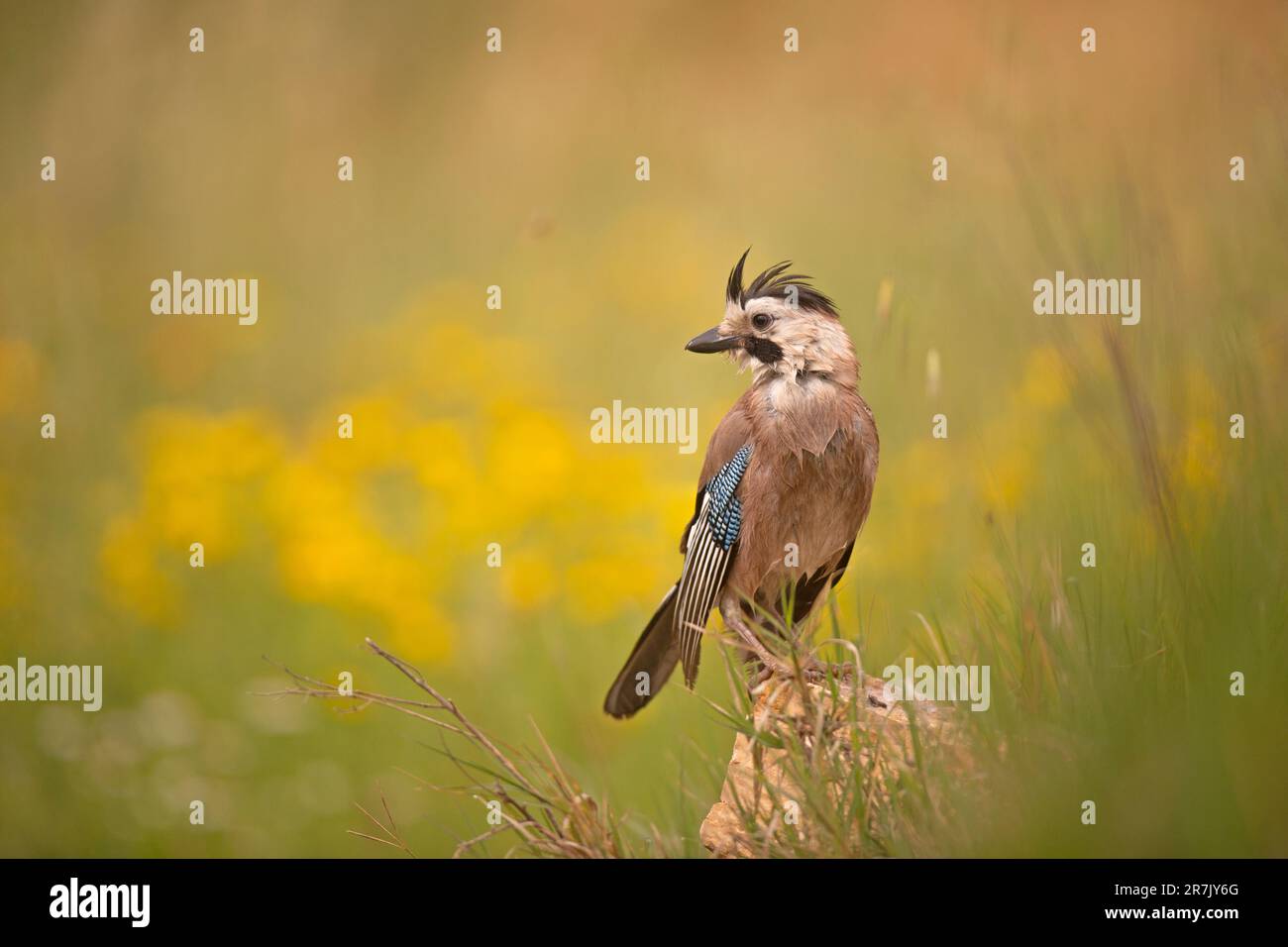 Jay eurasiatico (Garrulus glandarius) قيق أوراسي arroccato su una roccia questo uccello si trova in tutta l'Europa occidentale, l'Africa nordoccidentale e il sudest asiatico. Foto Stock