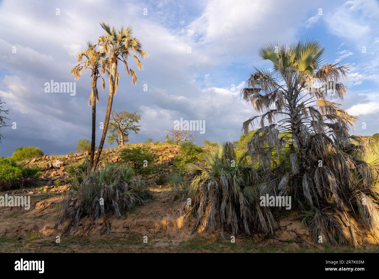 Doum Palm Trees a Epupa cade il fiume Cunene in Namibia al confine con l'Angola Foto Stock