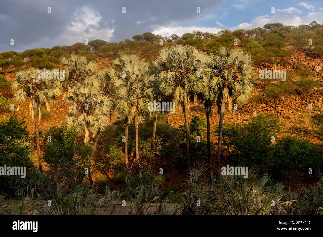 Doum Palm Trees a Epupa cade il fiume Cunene in Namibia al confine con l'Angola Foto Stock