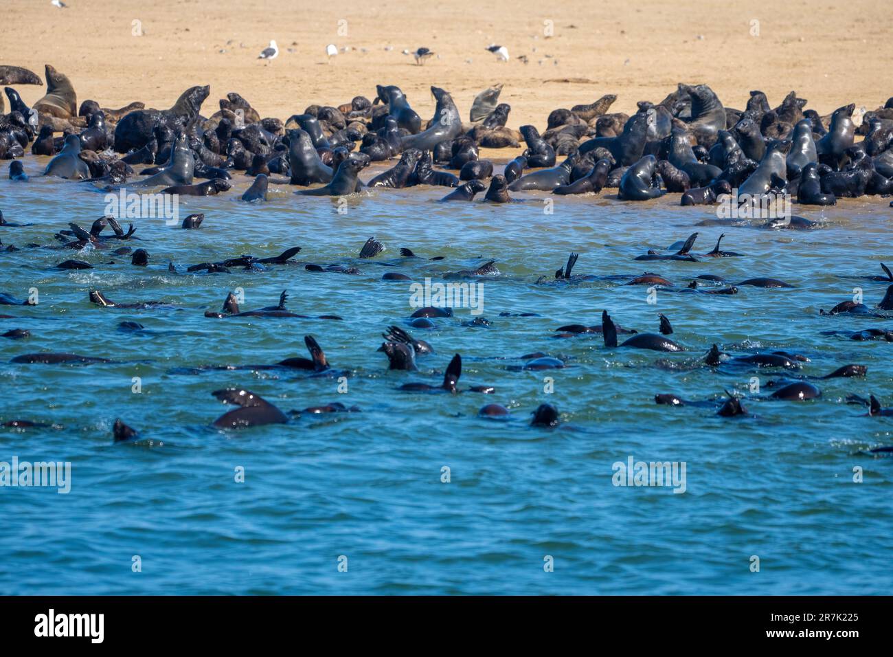 Una colonia della foca marrone pelliccia (Arctocephalus pusillus), conosciuta anche come foca di pelliccia di Capo, foca sudafricana e foca australiana pelliccia, fotografata Foto Stock