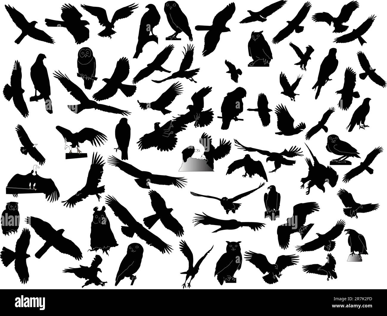 raccolta hawks - vettore Illustrazione Vettoriale